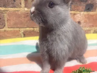 Netherland Dwarf rabbits Netherland dwarf bunny boy ready to leave now - Advert 3