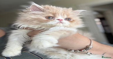 Persian cats - Advert 14