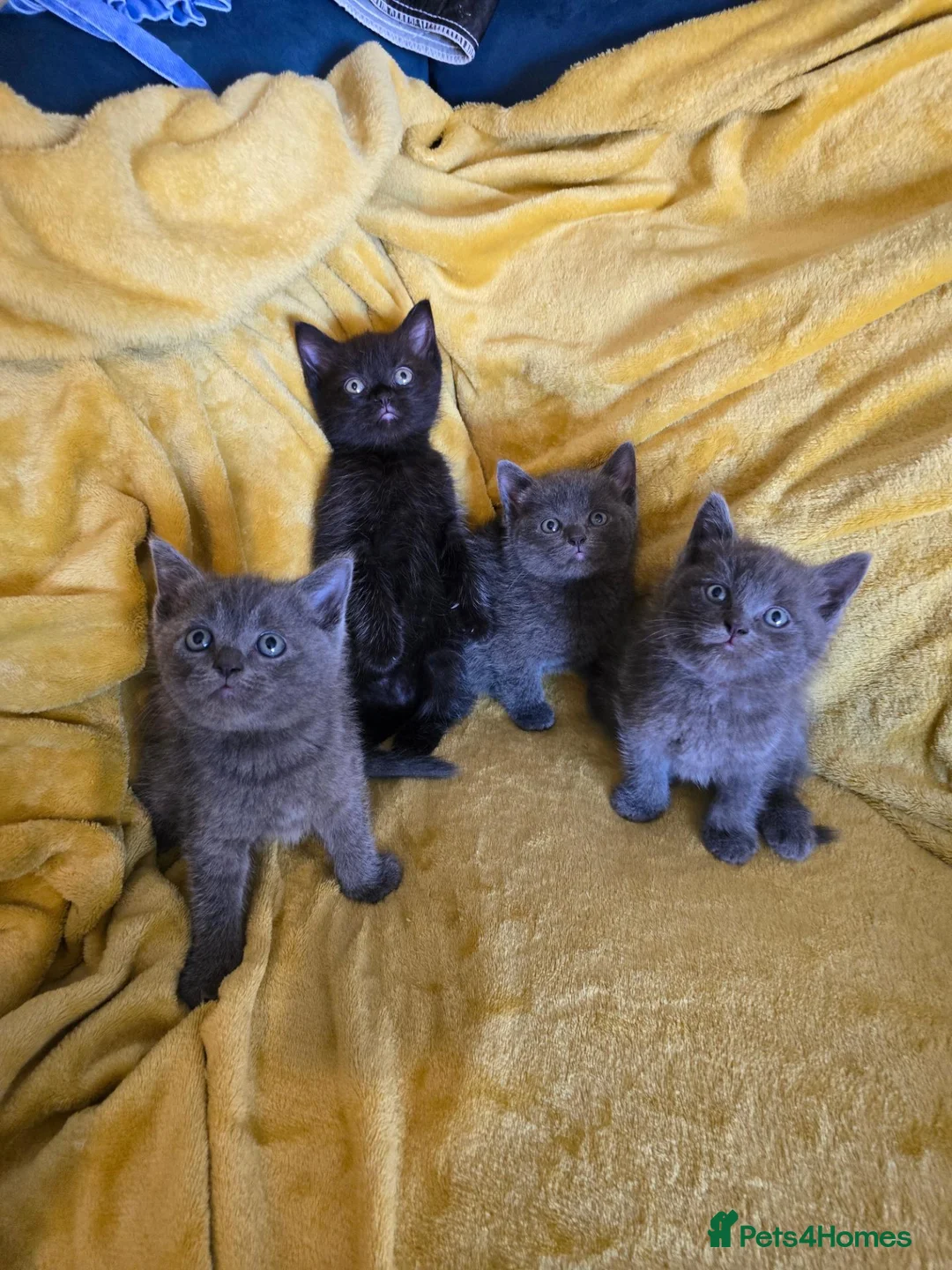 British Shorthair cats for sale: Gorgeous half British shorthair kittens  - Advert 1