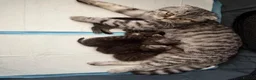 Scottish Fold cats for sale: 🐾 Beautiful Scottish Fold Kittens 3 Boys & 1 Girl - Advert 6