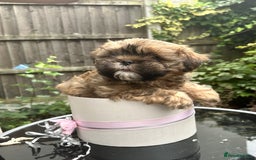 Shihpoo dogs for sale: Adorable Shihpoo Puppies - Image 4