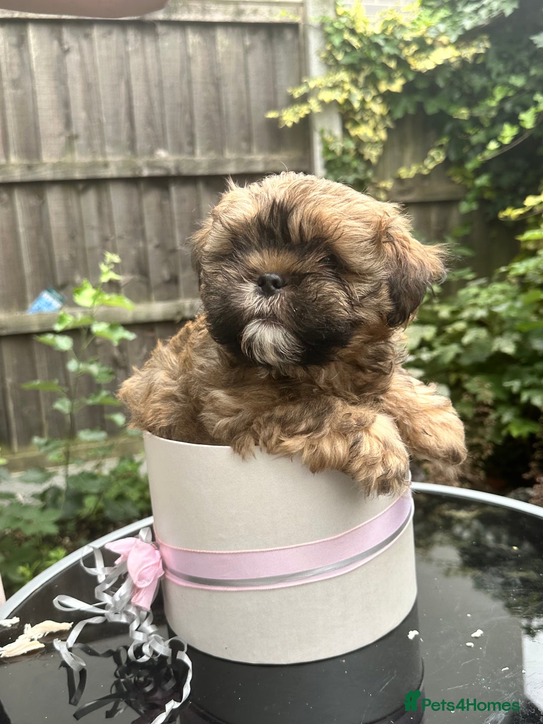 Shihpoo dogs for sale: Adorable Shihpoo Puppies - Image 4