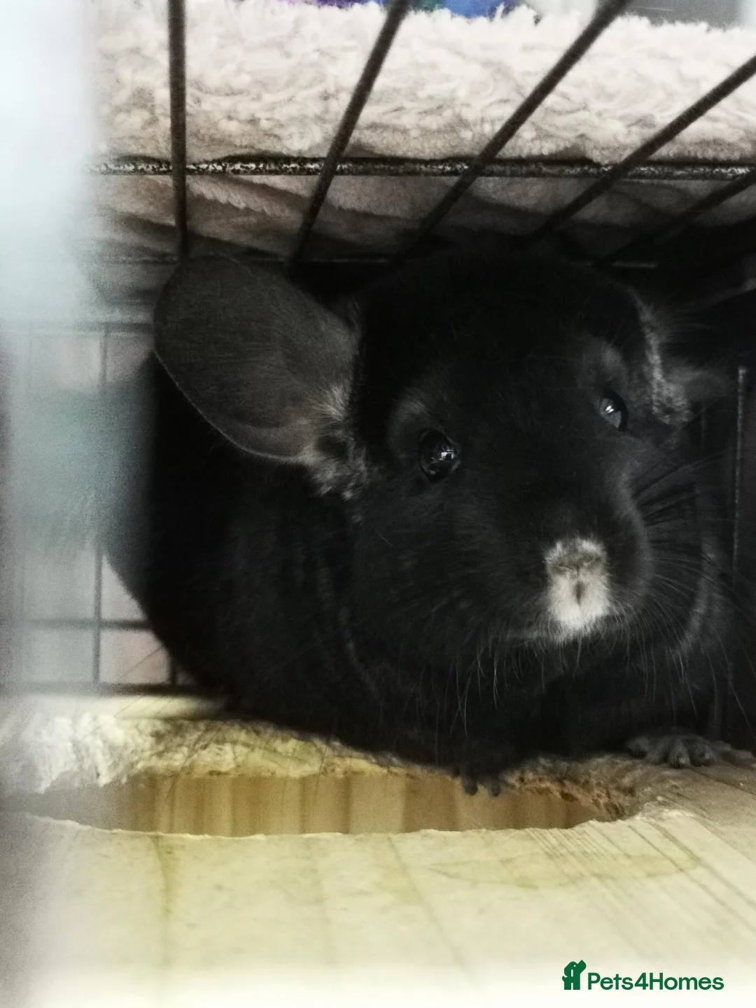 Chinchilla rodents for sale: Two female chinchillas with Cage in Lincoln - Advert 2