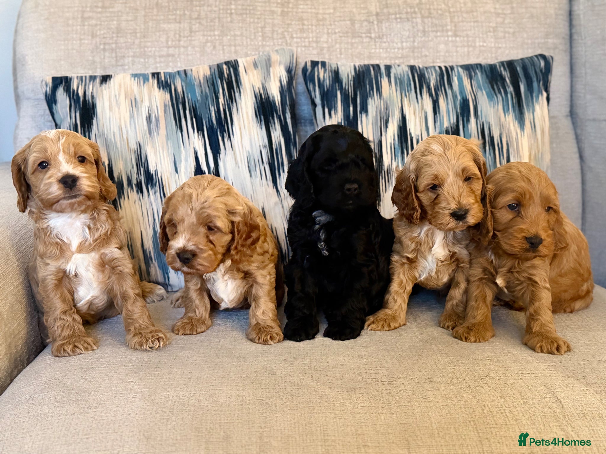 Cockapoo dogs F1 show line cockapoo puppies - Advert 2