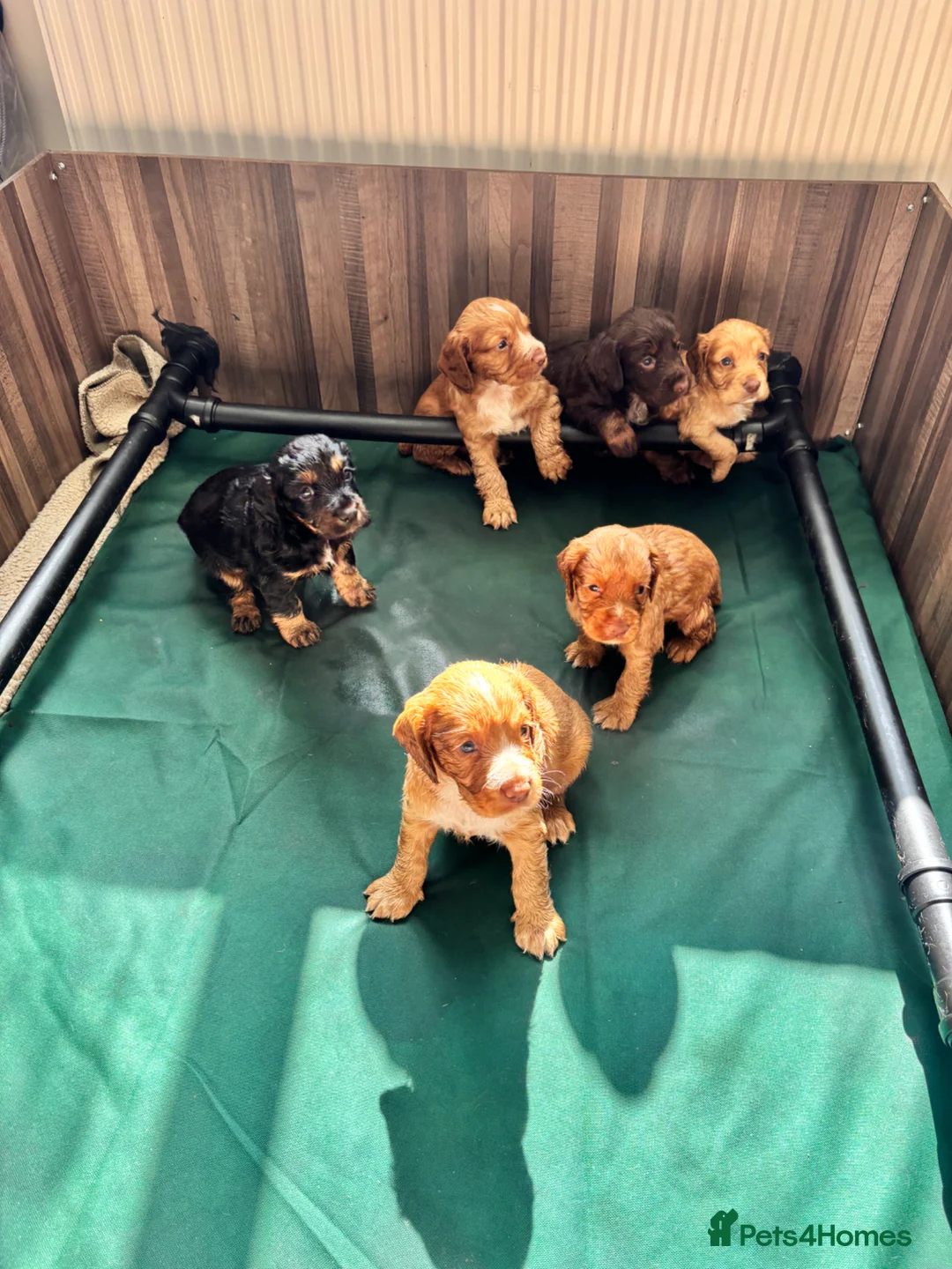 Cocker Spaniel dogs for sale: Cocker spaniel - Advert 1