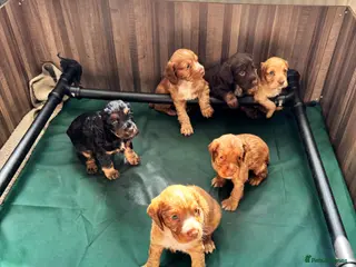 Cocker Spaniel dogs Cocker spaniel - Advert 1