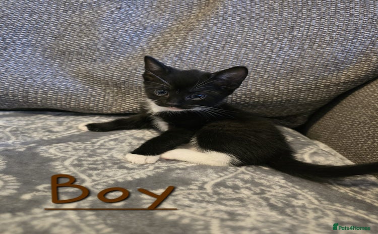 British Shorthair cats - Advert 1