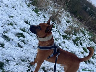 Mixed Breed dogs Bull hearder ( Loki ) - Advert 1