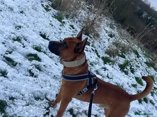 Mixed Breed dogs Bull hearder ( Loki ) - Advert 10