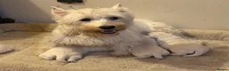 West Highland Terrier dogs for sale: Settling westie - Advert 12