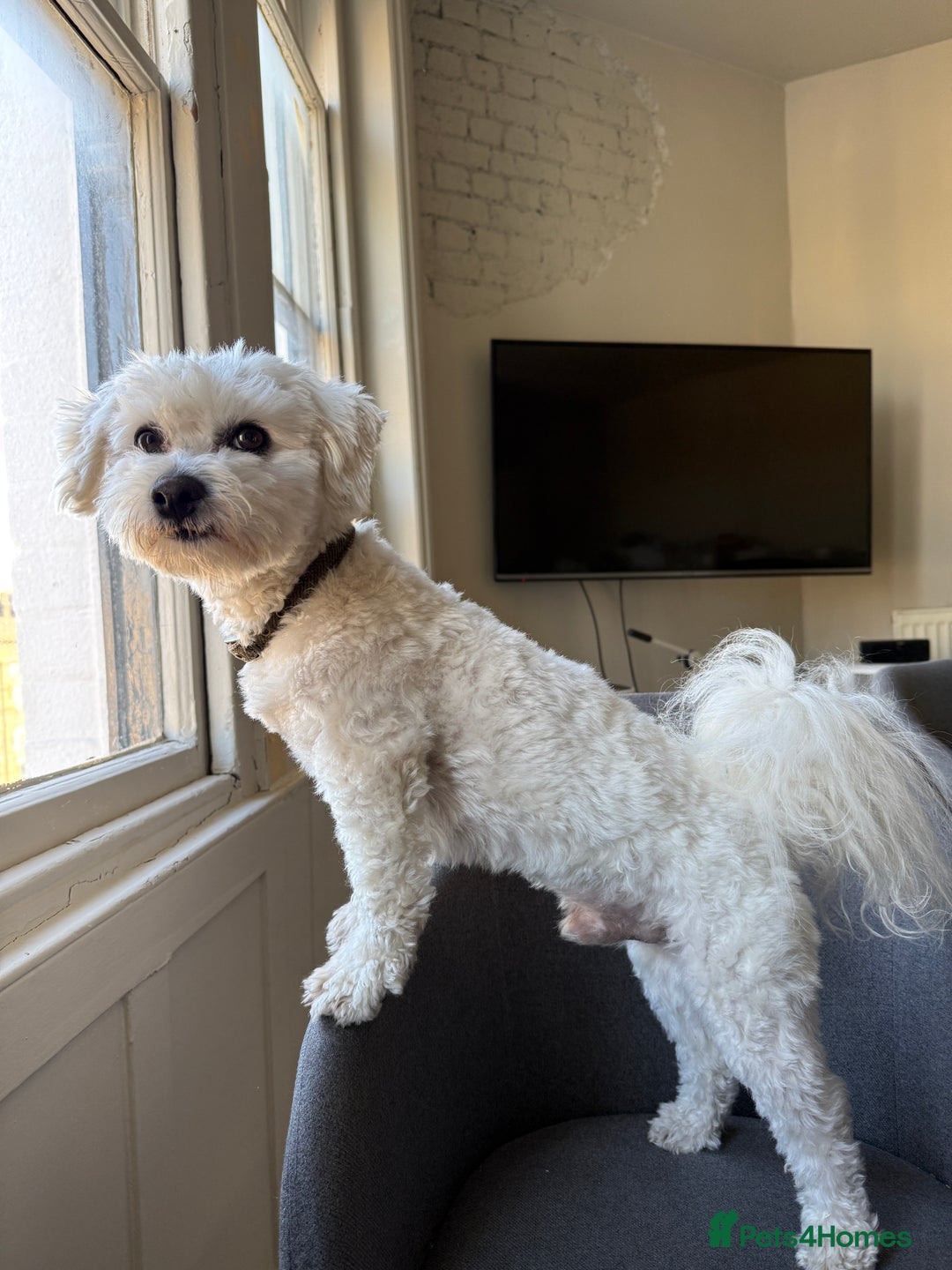 Bichon Frise dogs for stud: Mr Mile - Advert 4