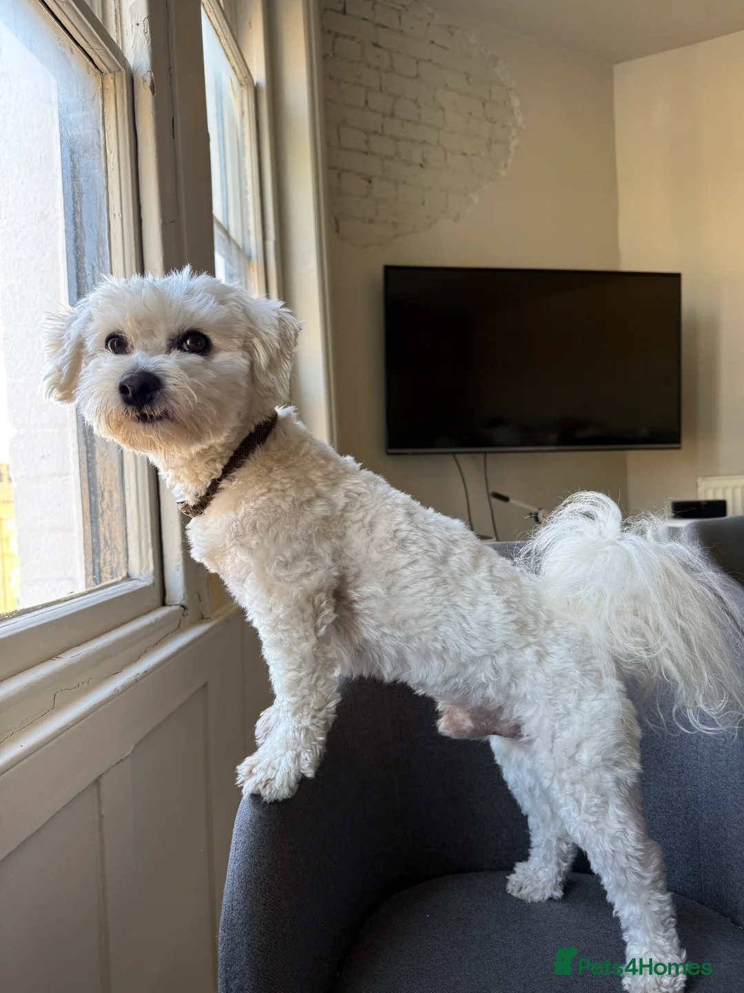 Bichon Frise dogs for stud: Mr Mile - Advert 4