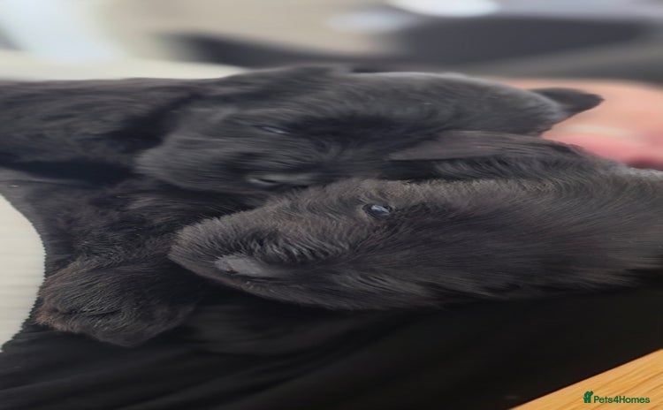 Miniature Schnauzer dogs - Advert 2