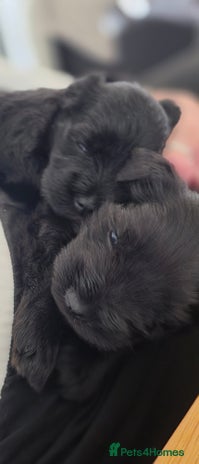 Miniature Schnauzer dogs - Advert 2