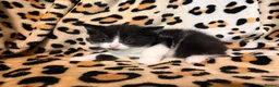 Mixed Breed cats for sale: READY TO LEAVE ASAP!! 5 kittens for sale! - Advert 14