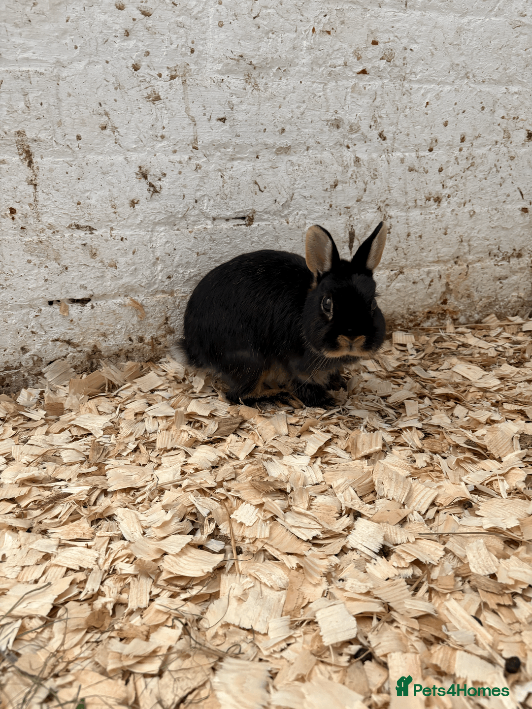 Mixed Breed rabbits for sale: Dwarf X Lionhead Rabbits For Sale - Advert 8