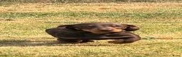 Dachshund dogs for sale: 3 Gorgeous puppies available  - Advert 3
