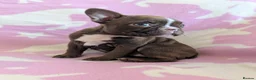 Boston Terrier dogs for sale: KC Registered Boston Terrier pups  - Advert 11