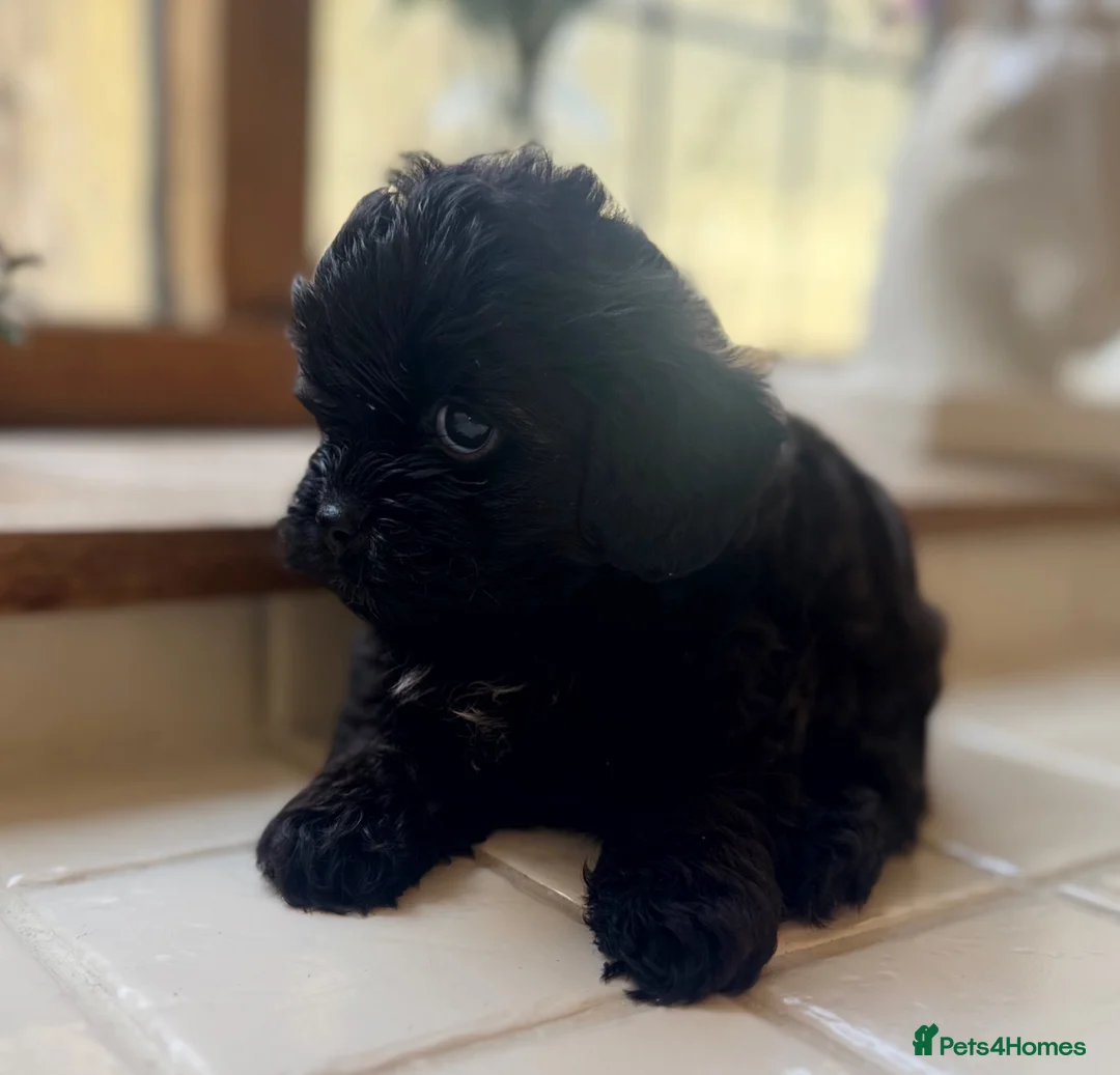 Shihpoo dogs for sale: Exceptional litter is Shih Poo Puppy Boys - Advert 7