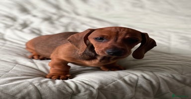 Dachshund dogs - Advert 6