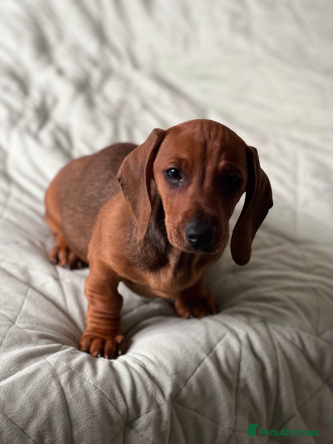 Dachshund dogs for sale: Dachshund puppy’s one boy and four girls  - Image 2