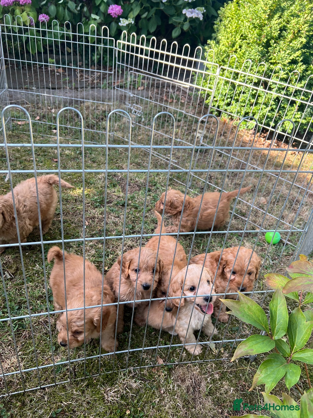 Cockapoo dogs for sale: Toy cockerpoos - Image 6