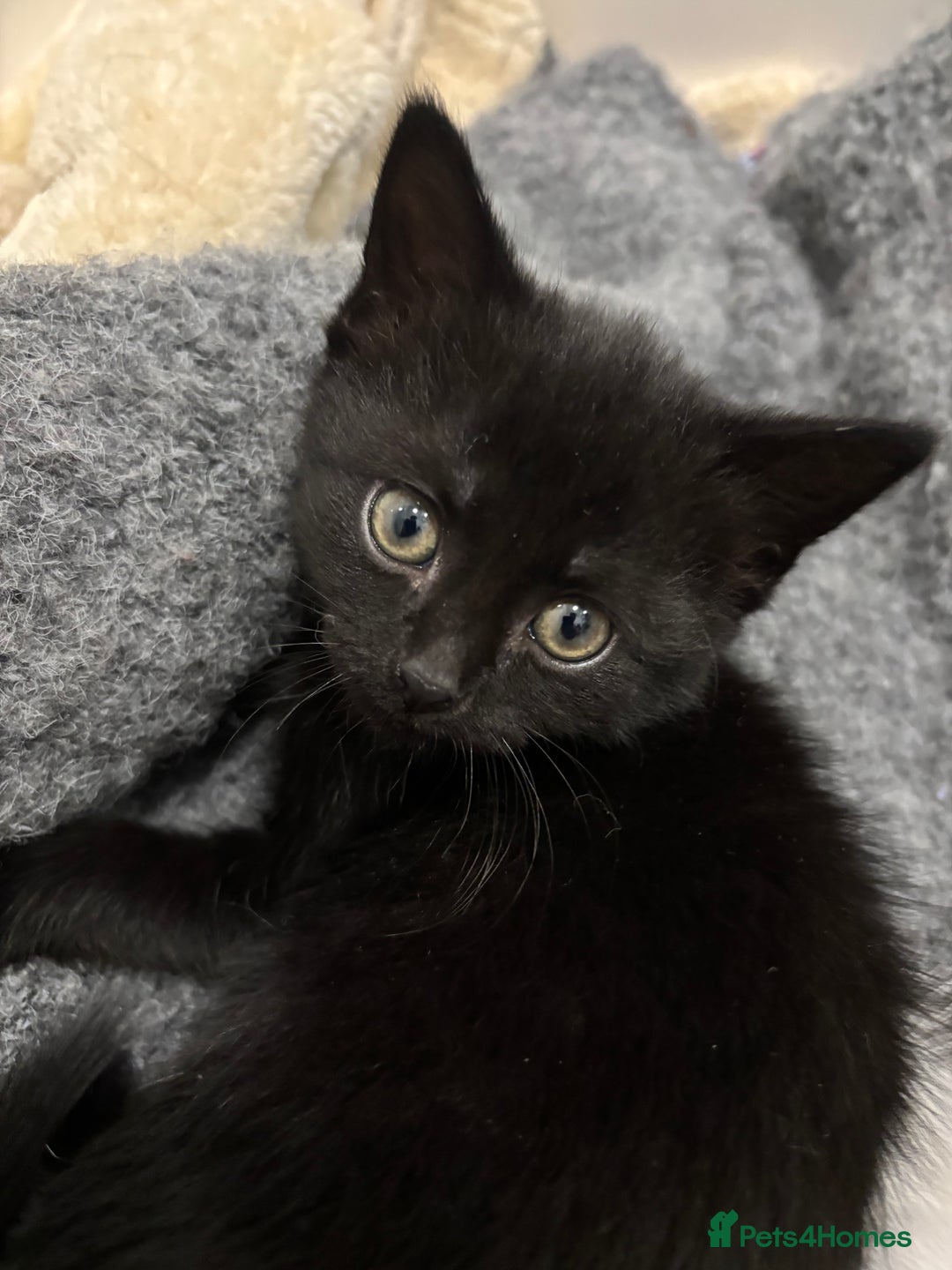 Mixed Breed cats for sale: Kittens for sale - Advert 6