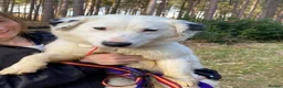 Mixed Breed dogs for adoption: Mica - Norwich Norfolk  in Norwich - Advert 4