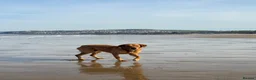 Goldador dogs for stud: Reggie  in Wrexham - Advert 3