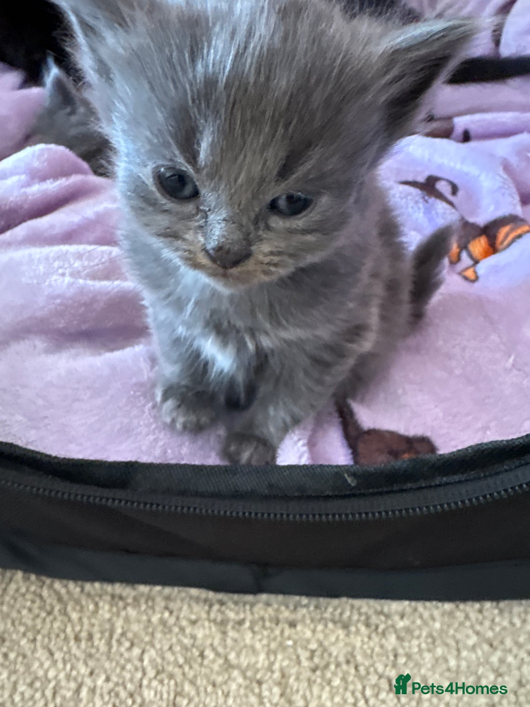 British Shorthair cats for sale: 1 Gorgeous Black kitten Remaining - Image 22