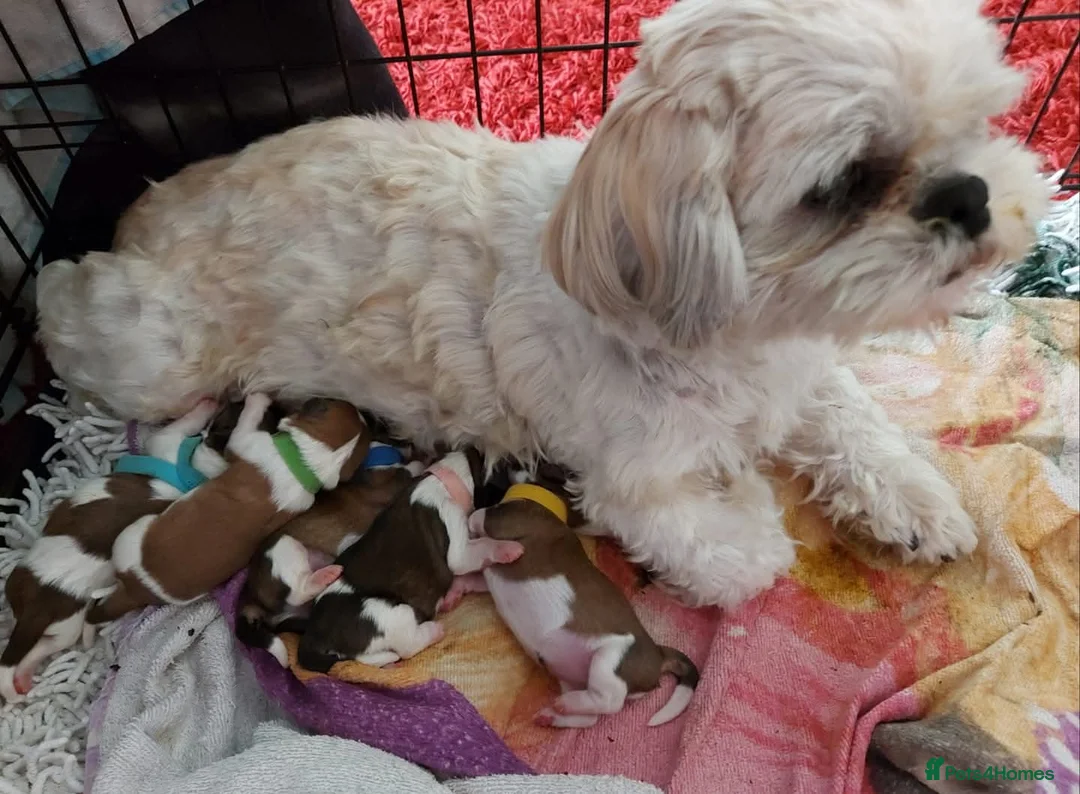 Shih Tzu dogs for sale: Mother & daughter shih tzus rehoming - Advert 1