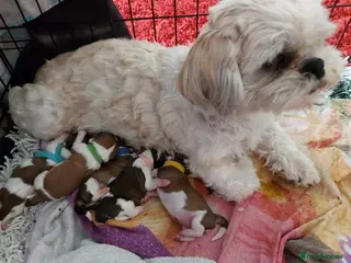 Shih Tzu dogs Mother & daughter shih tzus rehoming - Advert 1