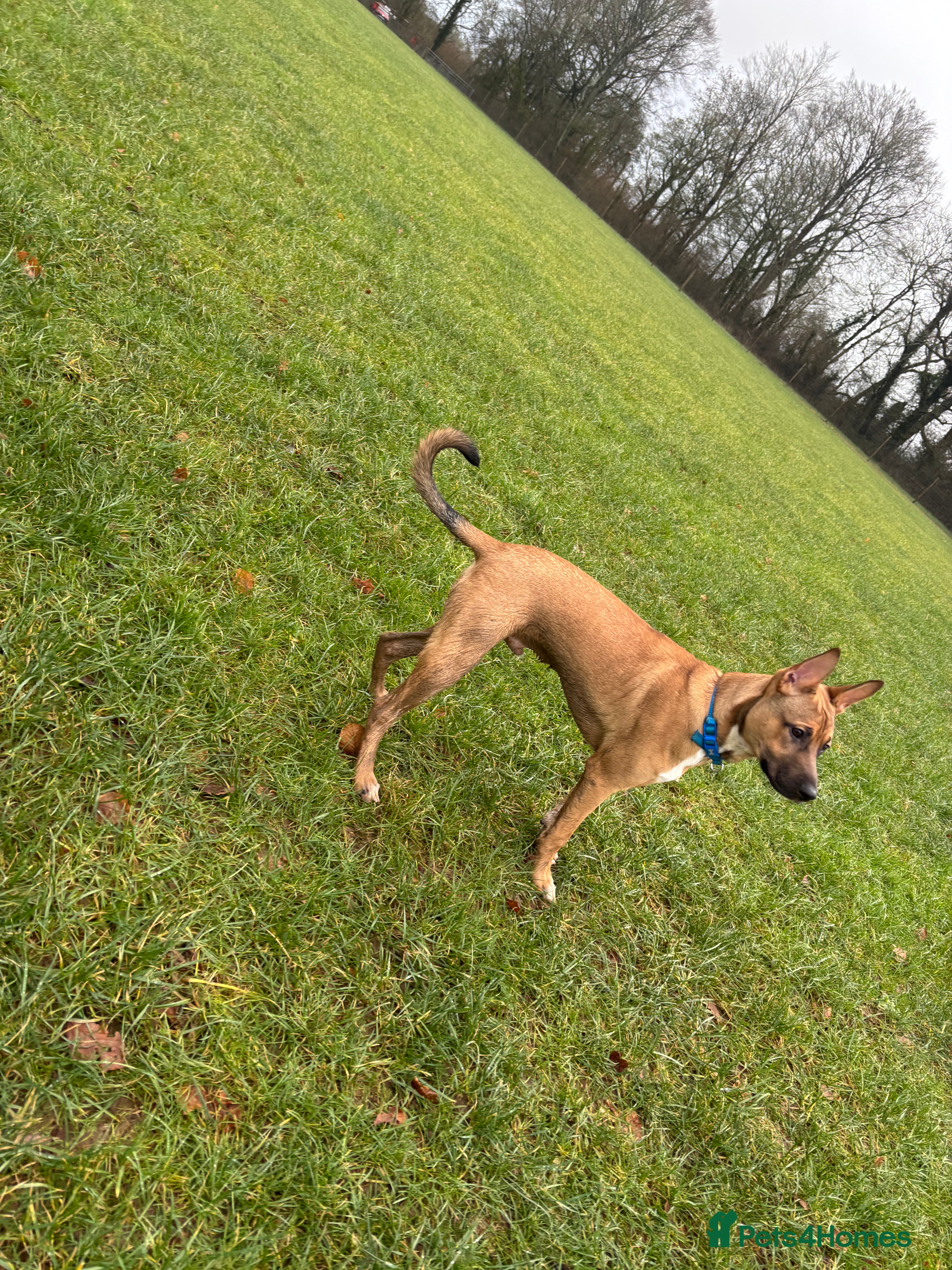 Mixed Breed dogs Ralph  - Advert 1