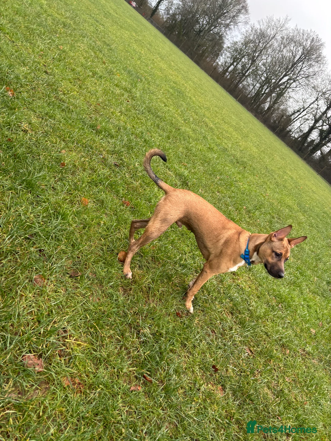 Mixed Breed dogs for sale: Ralph  - Advert 1