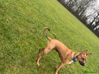 Mixed Breed dogs Ralph - Advert 1