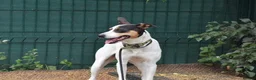 Jack Russell dogs for adoption: Chiqui - Advert 6