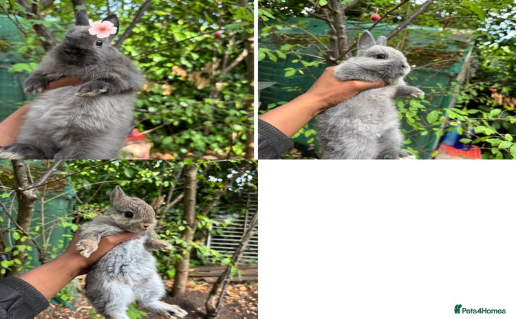 Netherland Dwarf rabbits - Advert 6