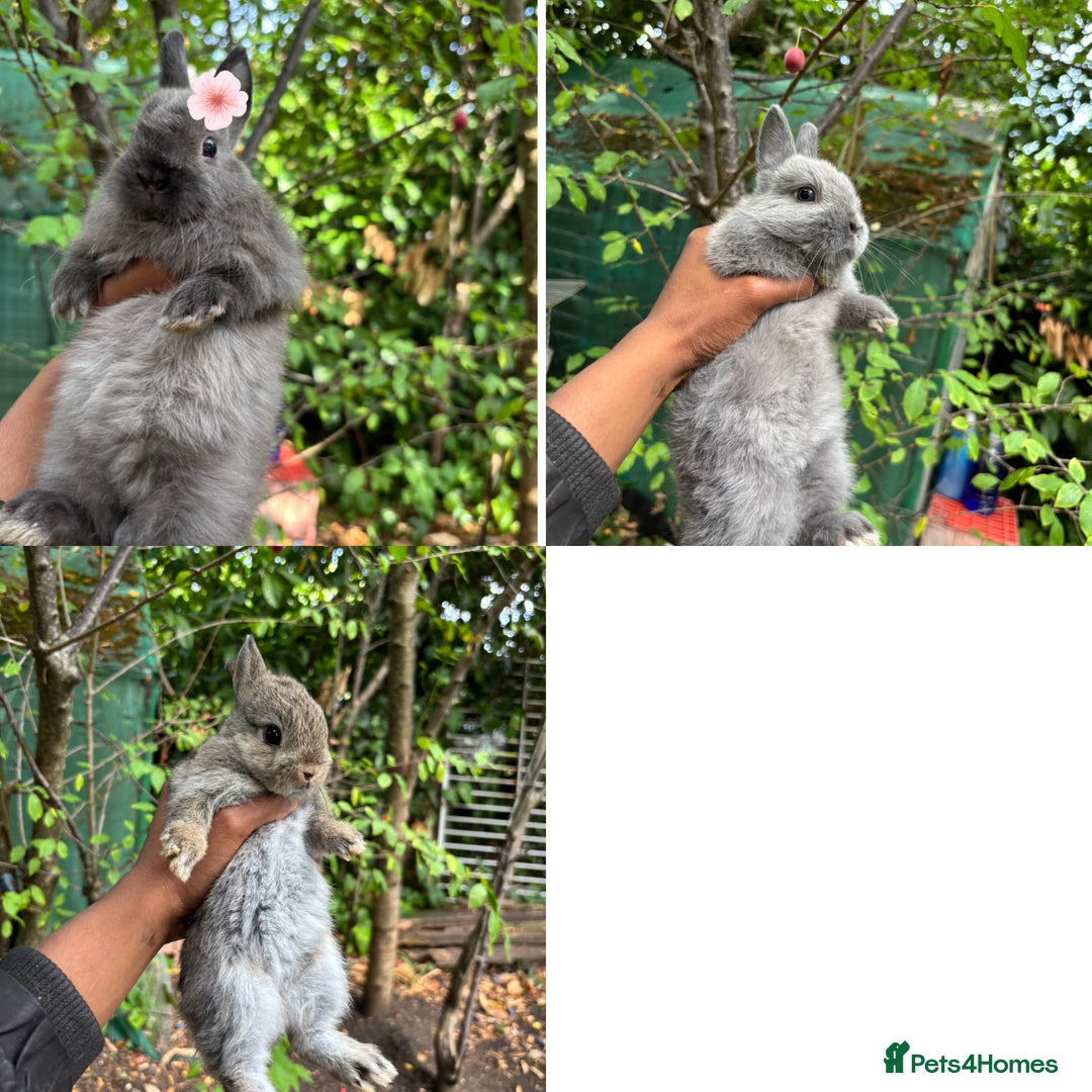 Netherland Dwarf rabbits for sale: Pure bred netherland dwarf ready to reserve  - Image 1