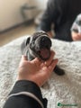 Cane Corso Puppy 2 - Hera - Female