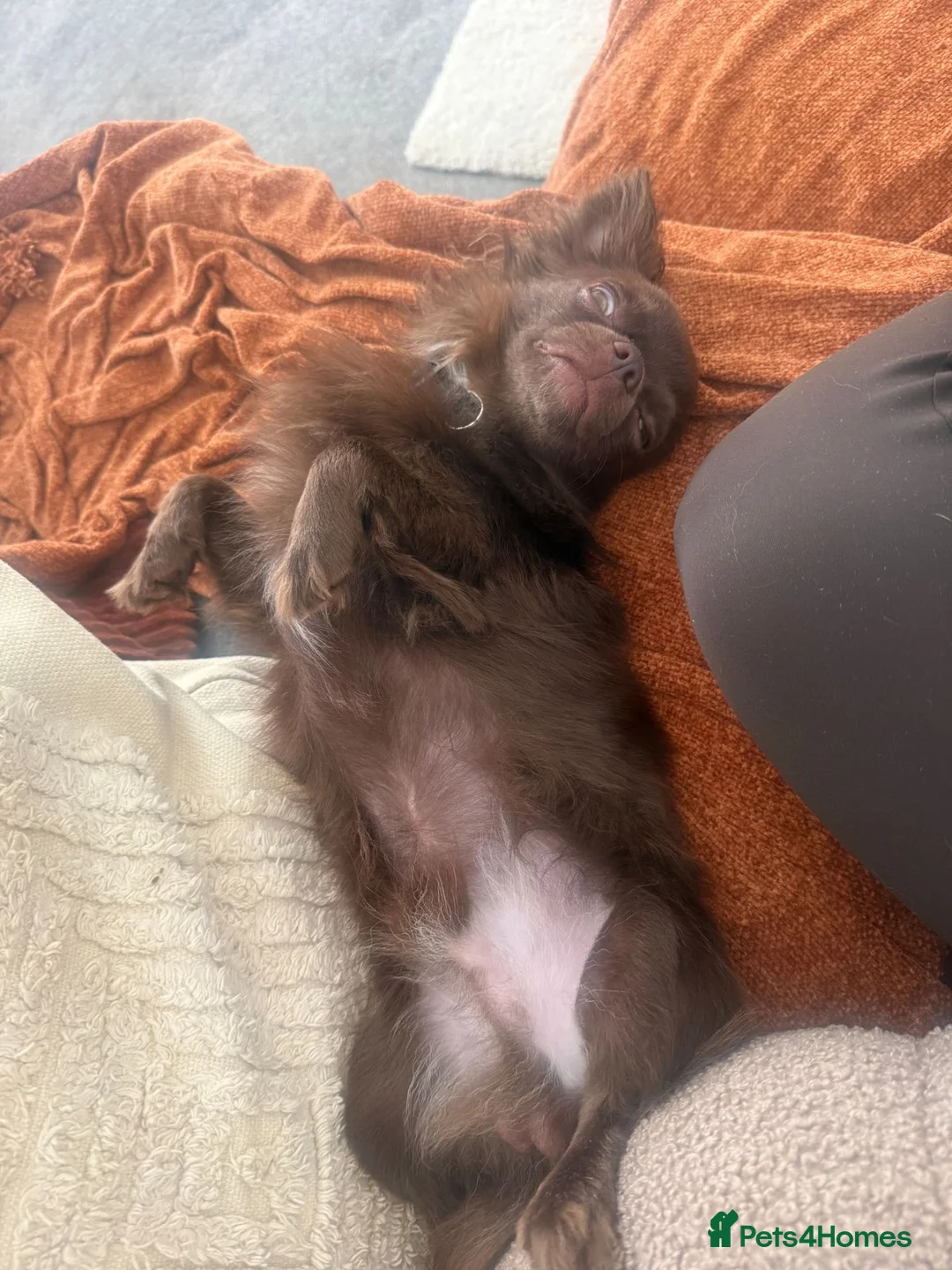 Chihuahua dogs for sale: 11 month old Long Haired Male Chihuahua for sale - Advert 6