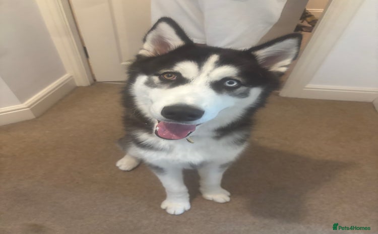 Siberian Husky dogs - Advert 1