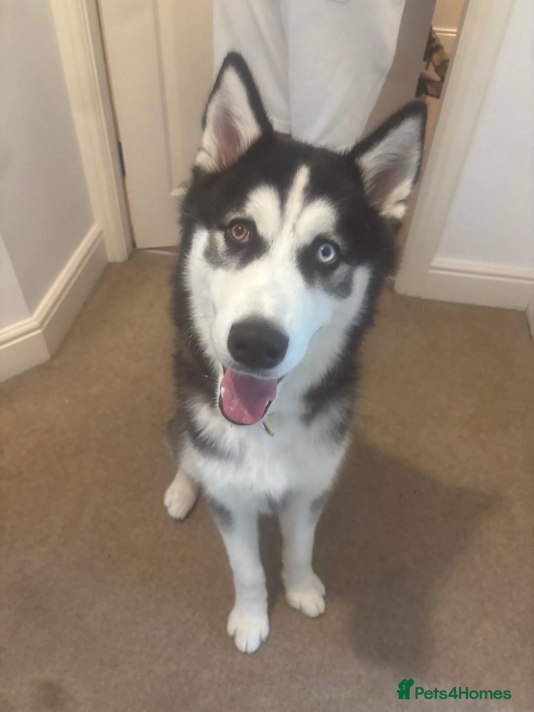 Siberian Husky dogs for sale: Male 8 Month Old Siberian Husky - Image 1