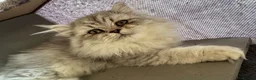 Persian cats for sale: Ready To Leave - Advert 5