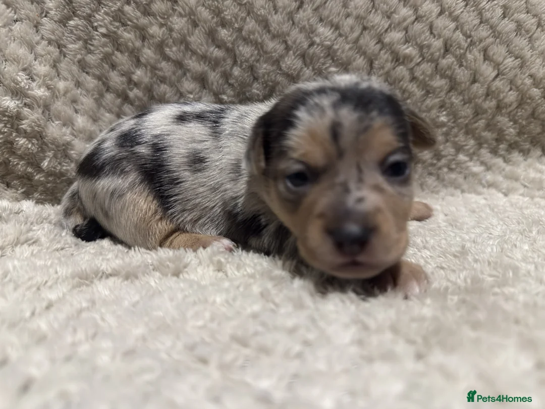 Jack Russell dogs for sale: Exceptional Jack Russell Puppies available to view - Advert 11