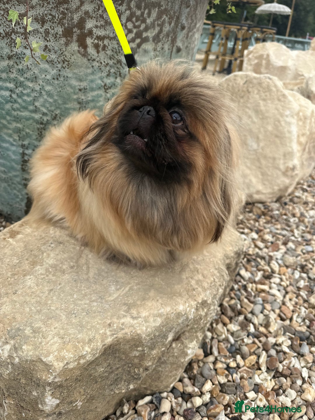Pekingese dogs for sale: Handsome pure pedigree Pekingese  - Advert 4