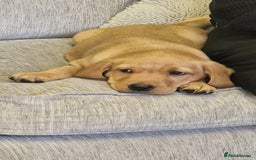 Labrador Retriever dogs for sale: Gorgeous Yellow & Fox Red Labrador Puppies KC REG - Image 4