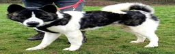 Akita dogs for adoption: Prince in Worksop - Advert 2
