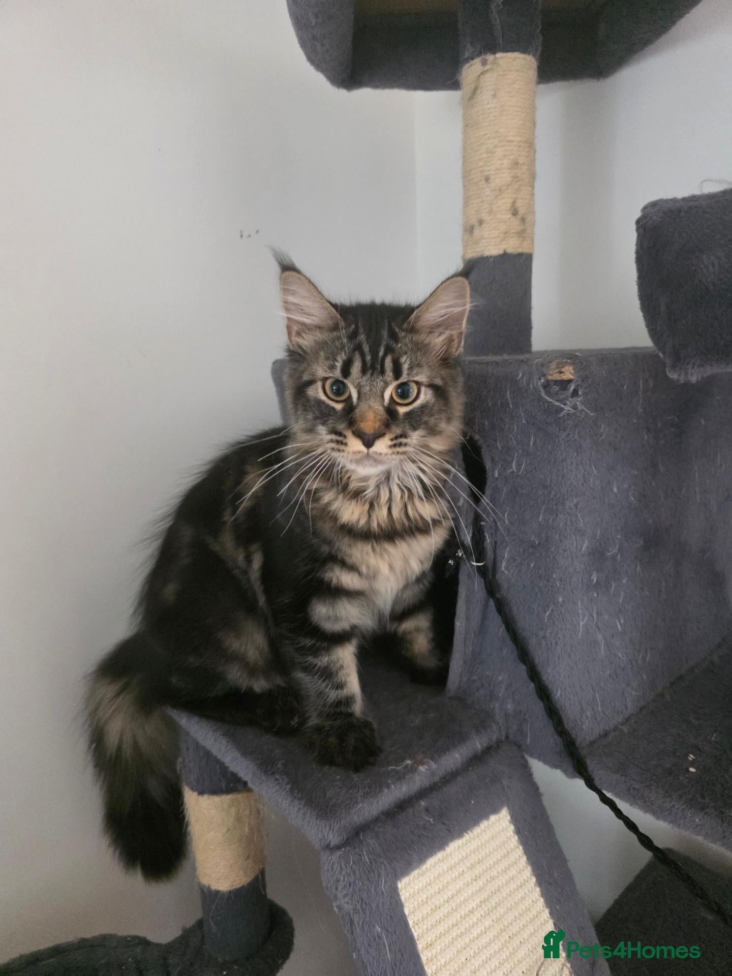 Maine Coon cats Ready now adorable maine coon Kittens 2 boys - Advert 1
