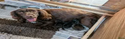 Cocker Spaniel dogs for sale: Gamekeeper bred working cockers - Advert 9