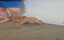 Dogue De Bordeaux dogs for sale: Dogue de bordeux  puppies  - Image 2